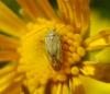 Taylorilygus apicalis